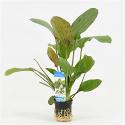 Echinodorus regine hildebrandt
 - 6 stuks - aquarium plant