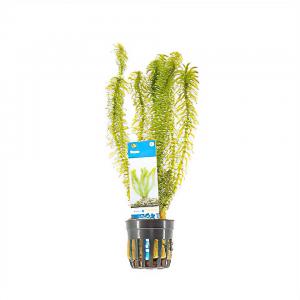 Egeria densa - 6 stuks - aquarium plant