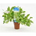 Hygrophila polysperma - 10 stuks - aquarium plant