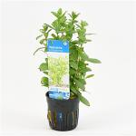 Hygrophila polysperma - 6 stuks - aquarium plant