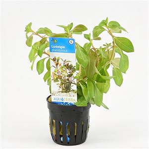 Ludwigia glandulosa - 6 stuks - aquarium plant