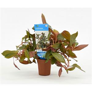 Ludwigia repens rubin - Diamond Red - 10 stuks - aquarium plant