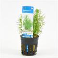 Pogostemon erectus - 6 stuks - aquarium plant