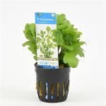 Shinnersia rivularis
 - 6 stuks - aquarium plant