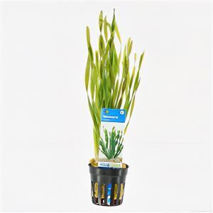 Vallisneria torta
 - 6 stuks - aquarium plant