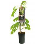 Blauwe Regen Wisteria Floribunda Alba 120 cm klimplant