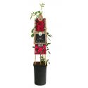 Klimroos Rood Rosa Pauls Scarlet Climber 75 cm klimplant