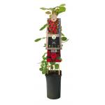 Klimroos Rood Rosa Red Climber 75 cm klimplant