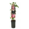 Klimroos Roze Rosa Pink Candy 75 cm klimplant