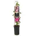 Klimroos Roze Rosa Pink Climber 75 cm klimplant