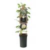 Klimroos Wit Rosa White Climber 75 cm klimplant