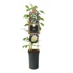 Klimroos Wit Rosa White Climber 75 cm klimplant