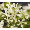 Toscaanse Jasmijn Trachelospermum Jasminoides 120 cm klimplant