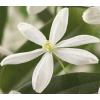 Bladhoudende Clematis Armandii 120 cm klimplant