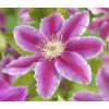 Grootbloemige Clematis Dr Ruppel 120 cm klimplant