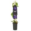 Grootbloemige Clematis Esther PBR 75 cm klimplant