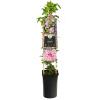 Grootbloemige Clematis Multi Pink PBR 75 cm klimplant