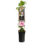 Grootbloemige Clematis Multi Pink PBR 75 cm klimplant