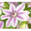 Grootbloemige Clematis Nelly Moser 120 cm klimplant