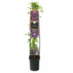 Grootbloemige Clematis So Many Purple Flowers PBR 120 cm klimplant