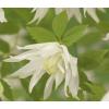 Kleinbloemige Clematis Alpina Albina Plena 75 cm klimplant