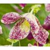 Kleinbloemige Clematis Cirrhosa Freckles 75 cm klimplant