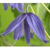 Kleinbloemige Clematis Macropetala 75 cm klimplant