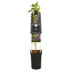 Kleinbloemige Clematis Prince William PBR 75 cm klimplant