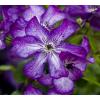 Kleinbloemige Clematis Viticella Super Nova PBR 75 cm klimplant