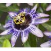 Passiebloem Passiflora Damsels Delight 75 cm klimplant