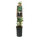 Klimop Hedera Gloire de Marengo 120 cm klimplant