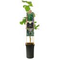 Zwarte Bes Ribes Nidigrolaria Josta 75 cm klimplant