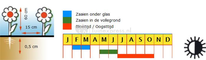 Anijsplant bloemzaden - Dropplant Blue Spike