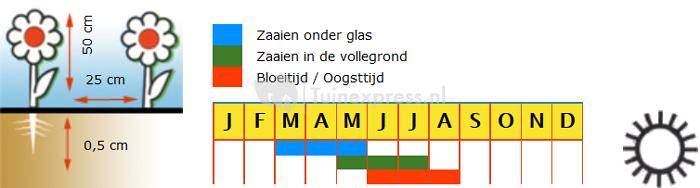 Dianthus dubbelbloemig bloemzaden - Duizendschoon Mix