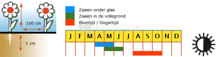 Grootvruchtige gemengde sierpompoenen bloemzaden – Turkse mutsen