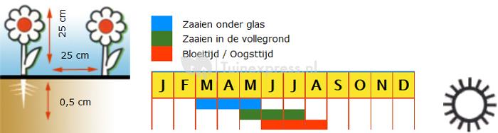 Karpatenklokje bloemzaden - Campanula blauw