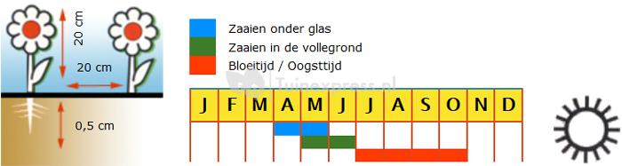 Lage enkele Afrikaantjes bloemzaden – Mr. Majestic