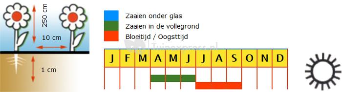 Ouderwetse welriekende siererwt mix bloemzaden – Reukerwt Old Sweet Scent