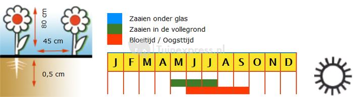 Scharlakenrood bloemzaden – Brandende liefde