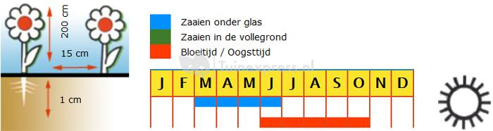 Thunbergia mix bloemzaden – Suzanne met de mooie ogen