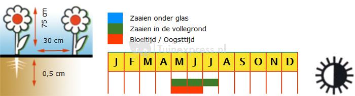 Tuin-Judaspenning bloemzaden – Judaspenning mix