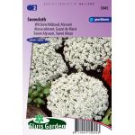 Wit Zeeschildzaad Alyssum bloemzaden - Snowcloth