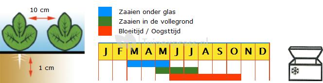 Stamslaboon (chinees) zaden - Flevoro