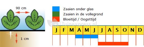 Komkommer zaden - Louisa F1