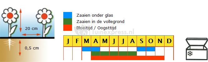 Radijs zaadlint (ronde rode) - Raxe