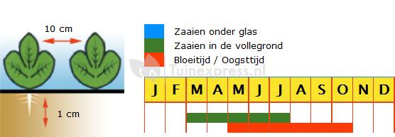 Rode biet biologische zaden - Egyptische Platronde