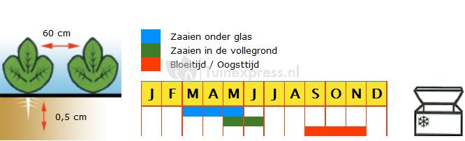 Rodekool zaden - Langedijker Bewaar 2