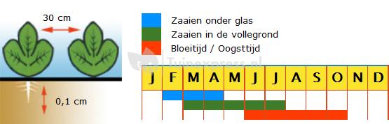 Kropsla (goudgeel) zaden - Wonder Der Vier Jaargetijden