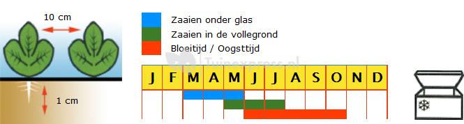 Stamslaboon (sperzieboon) zaden