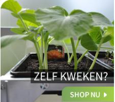 Zelf kweken?